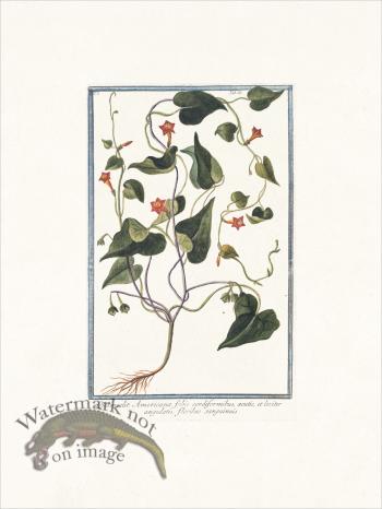 Bonelli 086 floribus sanguineis